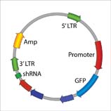 Lentiviral Plasmid